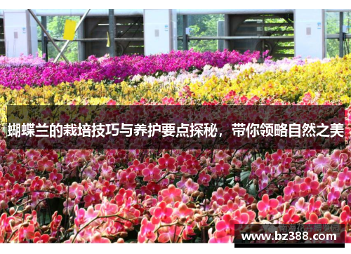 蝴蝶兰的栽培技巧与养护要点探秘，带你领略自然之美